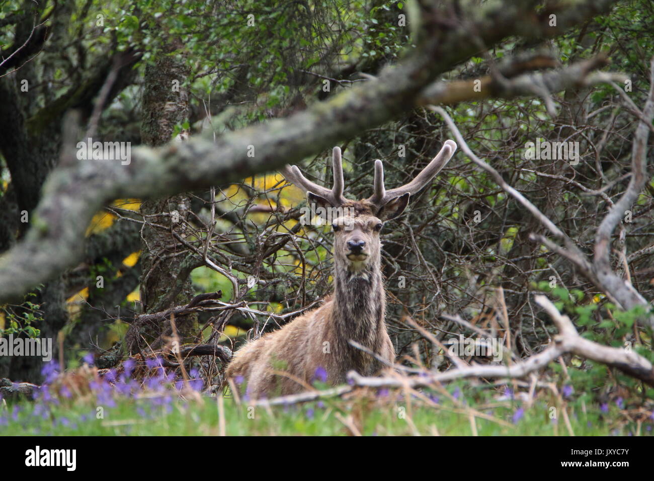 If you go down to the woods today!  Wild red deer ( Cervus elaphus)  in a wood near the Helmsdale river in Sutherland, Scotland; UK Stock Photo