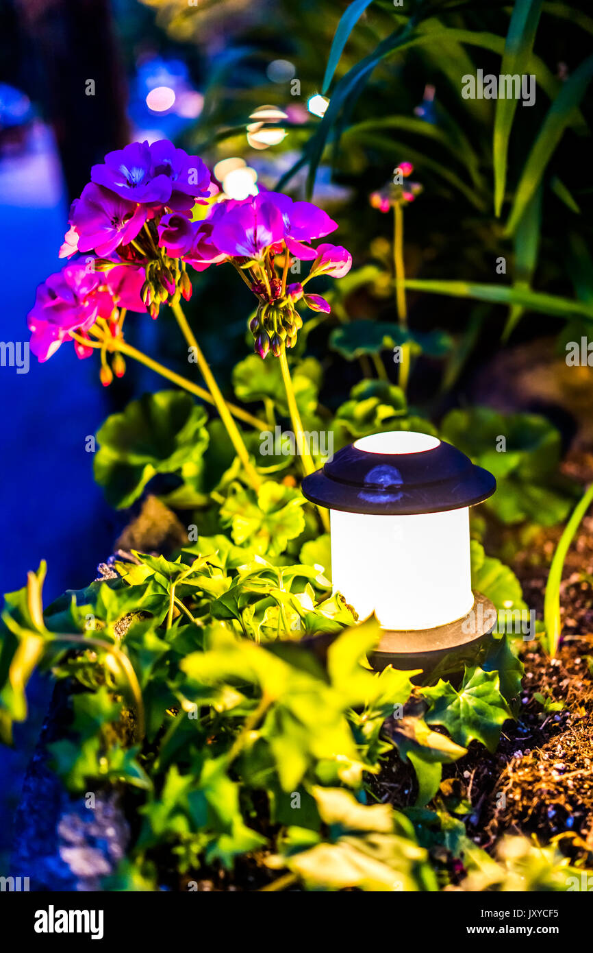 Illuminated lantern lamp at night by pink geranium pelargonium flowers in garden Stock Photo