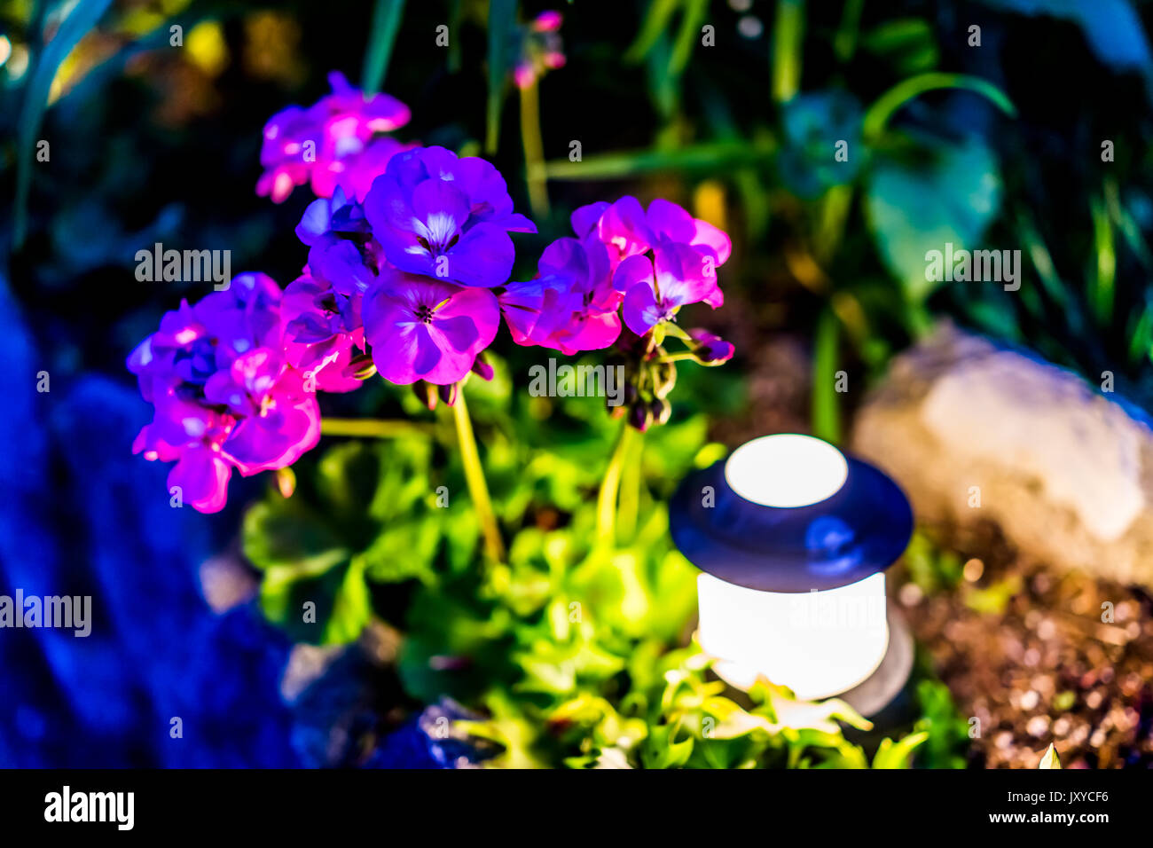 Illuminated lantern lamp at night by pink geranium pelargonium flowers in garden Stock Photo