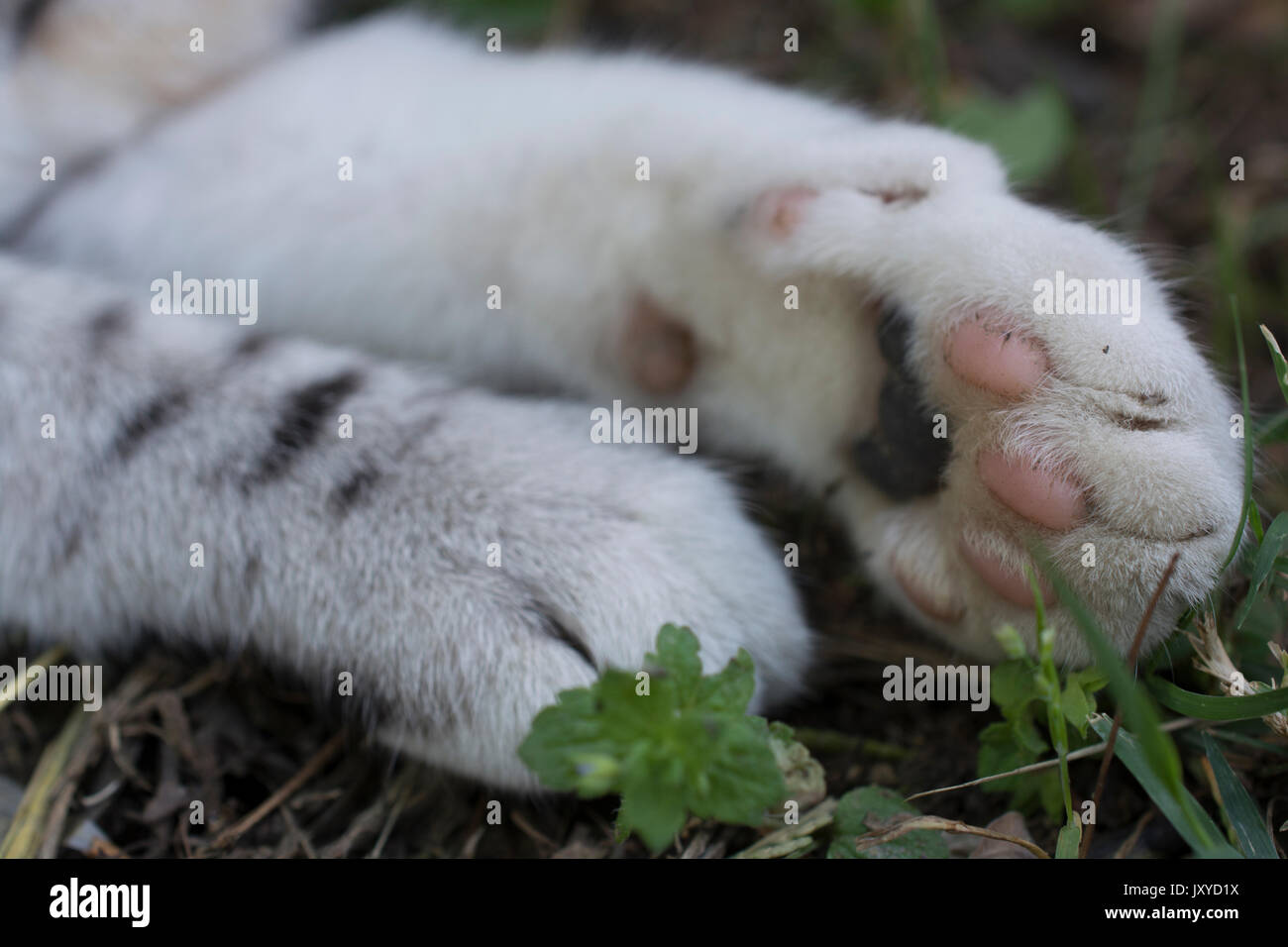 Cat fingerprints hires stock photography and images Alamy