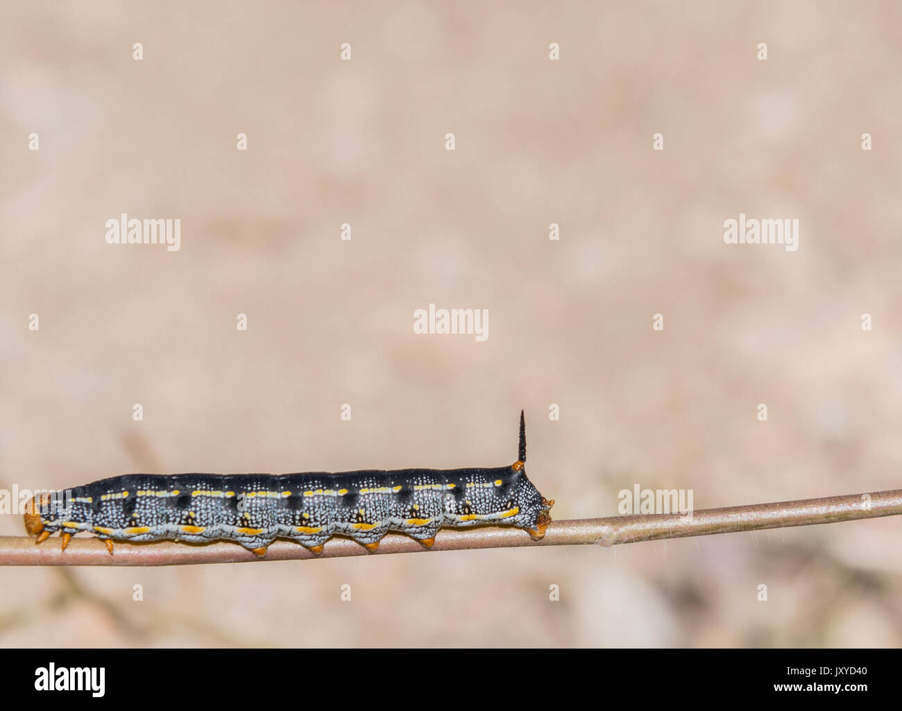 Caterpillar on stick hi-res stock photography and images - Alamy
