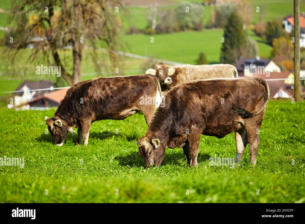 cows at summer green field. Cow on a summer pasture Stock Photo - Alamy