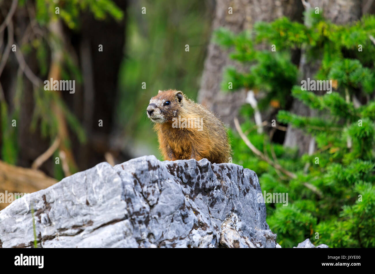 A Yellow-bellied Marmot (Marmota flaviventris) pauses on the top of a granite boulder along the Cecret Lake trail of Albion Basin, Alta, Utah. Stock Photo