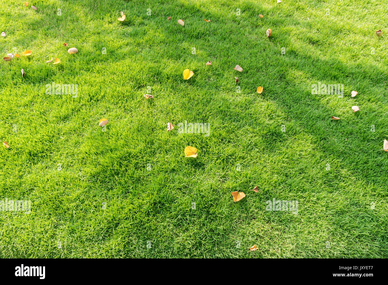 Autumn leaves fallen on green grass field Stock Photo - Alamy