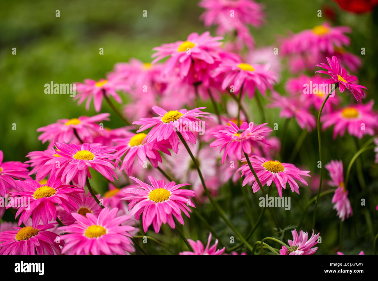 family pink flowers bloom in the garden Stock Photo - Alamy