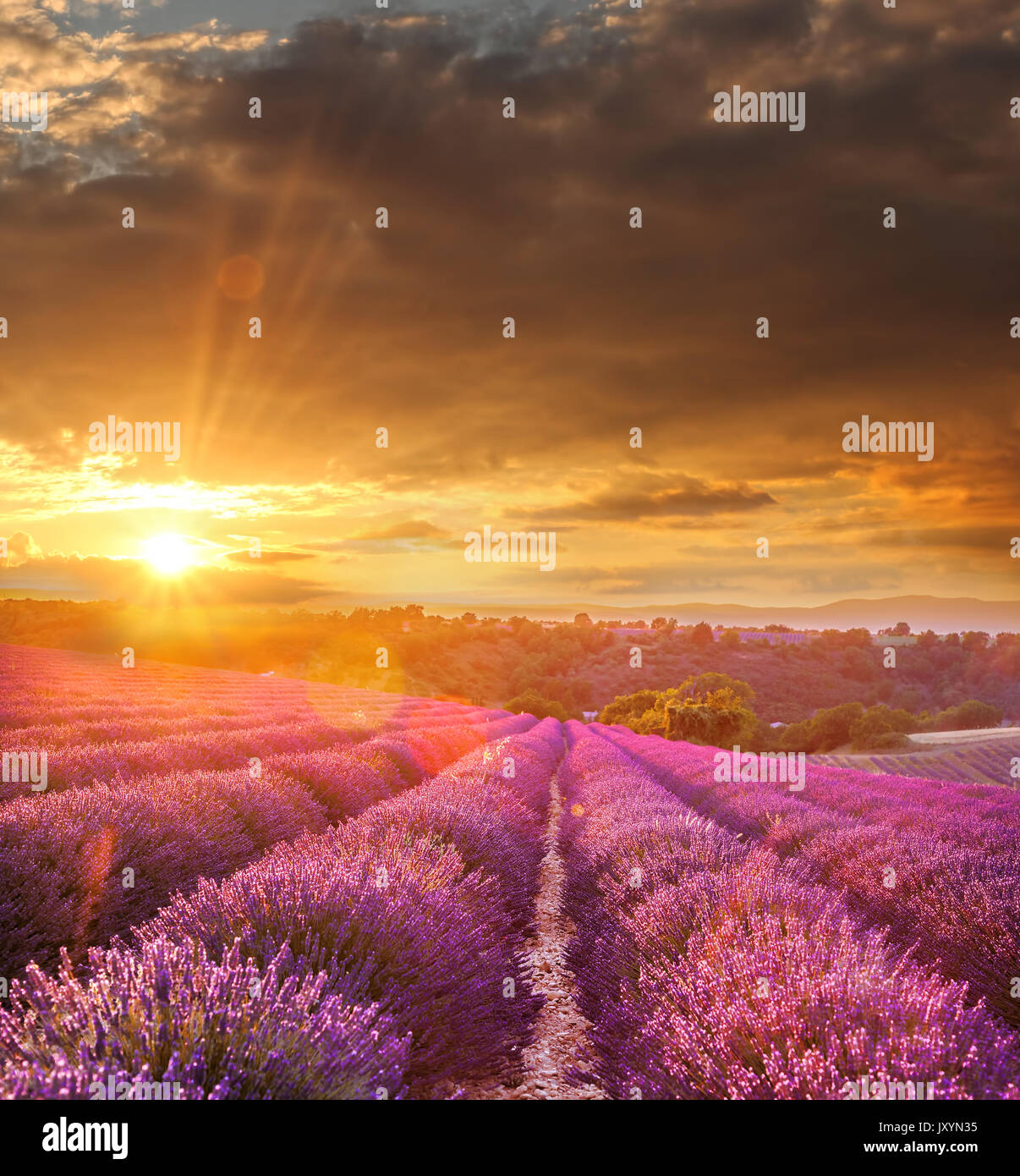Lavender field against colorful sunset in Provence, France Stock Photo