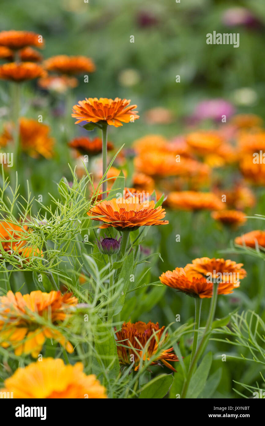 Calendula officinalis 'Indian Prince' flowers in the garden. Stock Photo