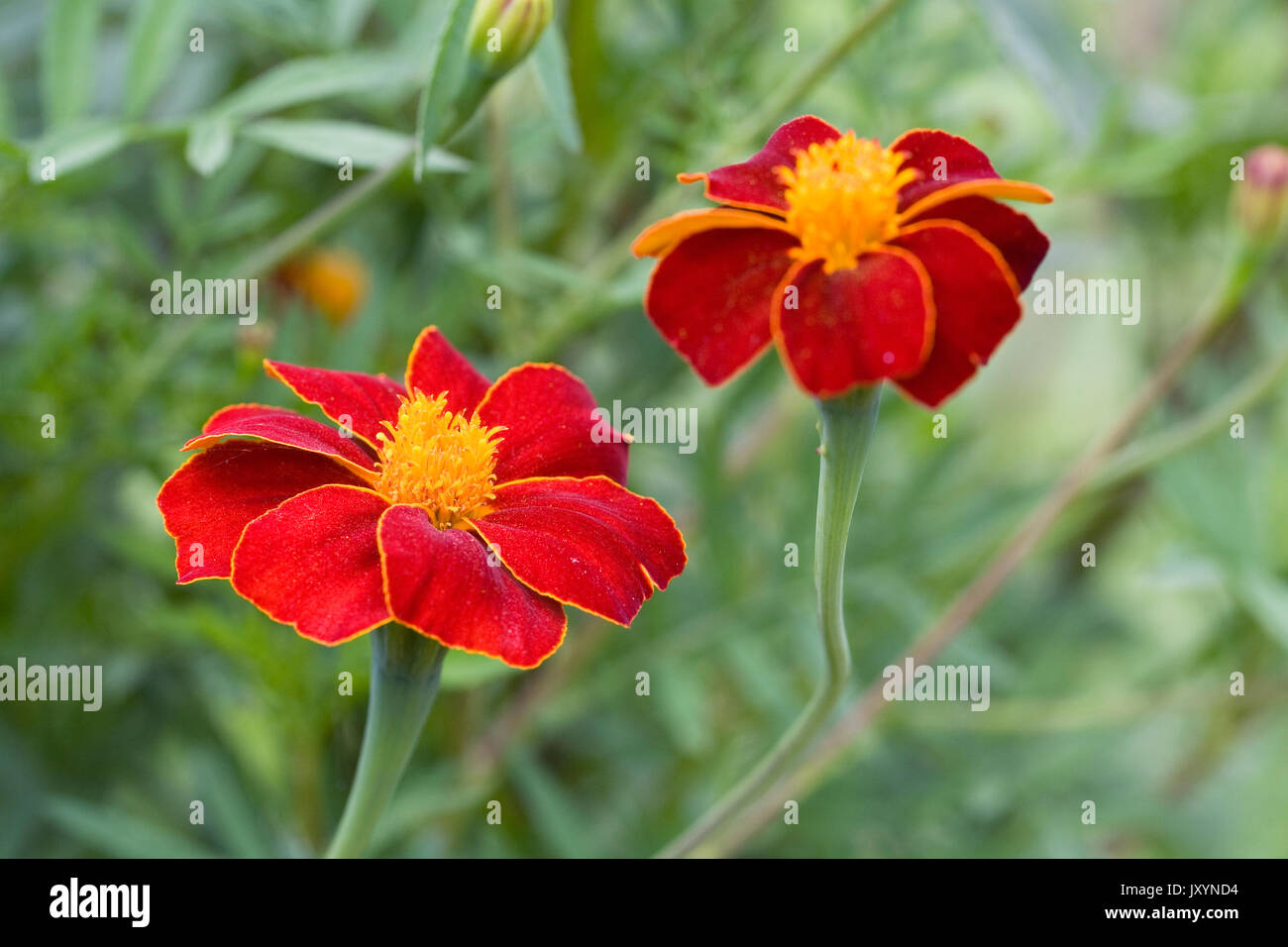 Tagetes patula. French marigolds in the garden. Stock Photo