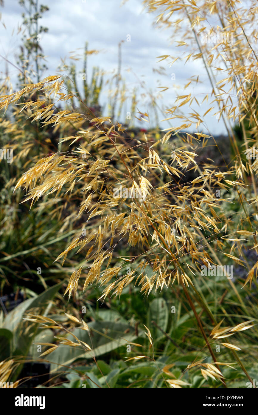 STIPA GIGANTEA. GIANT FEATHER GRASS. GOLDEN OATS. Stock Photo