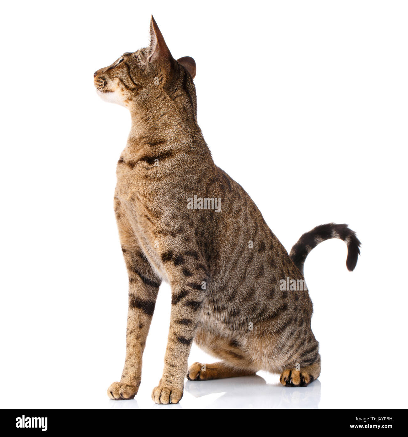 brown bicolor cat on a white background. Ocicat cat sitting and looking back Stock Photo