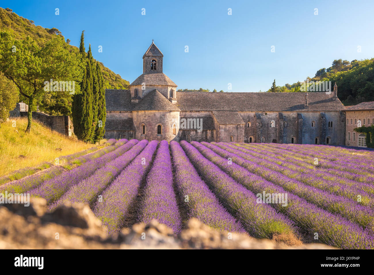 Lavender Fields With Senanque Monastery In Provence Gordes France lavender-fields-with-senanque-monastery-in-provence-gordes-france