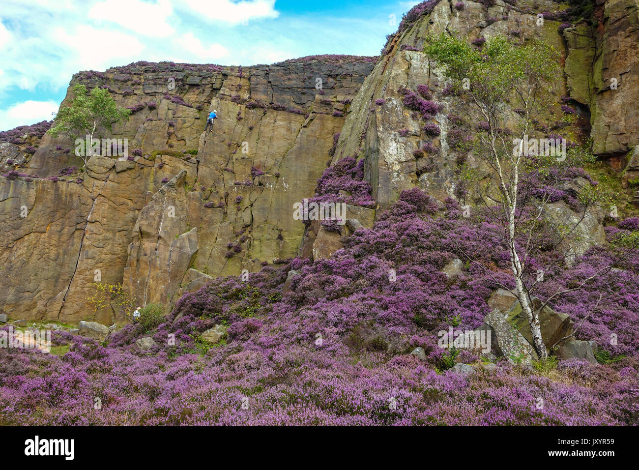 Rock climber in Millstone Quarry with purple heather, Peak District