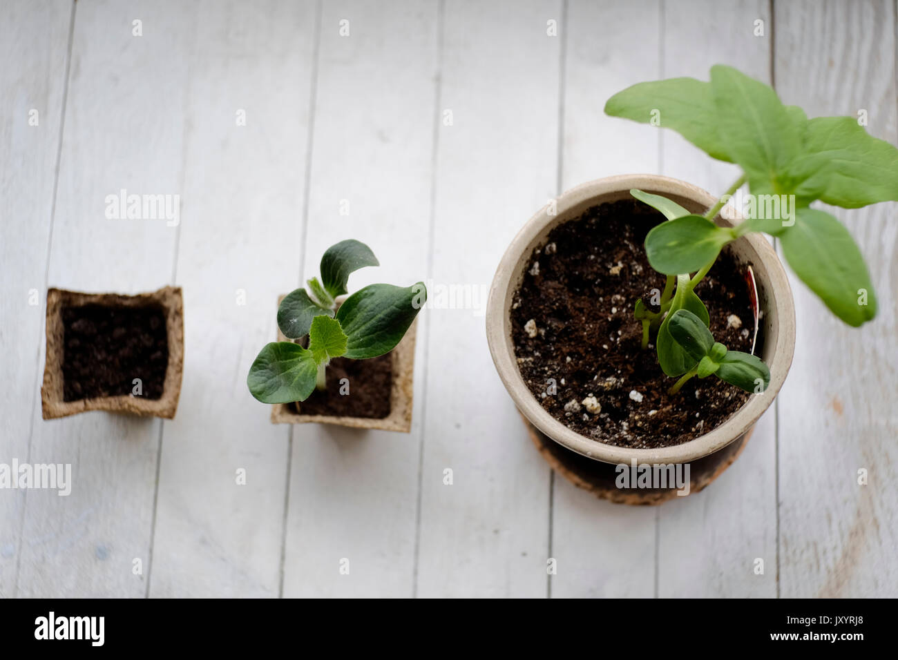Three potted plants in order of growth Stock Photo
