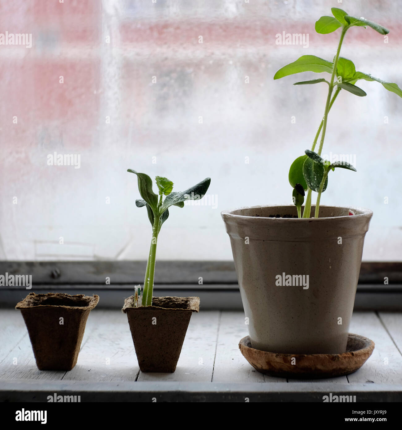 Three potted plants in order of growth on windowsill Stock Photo