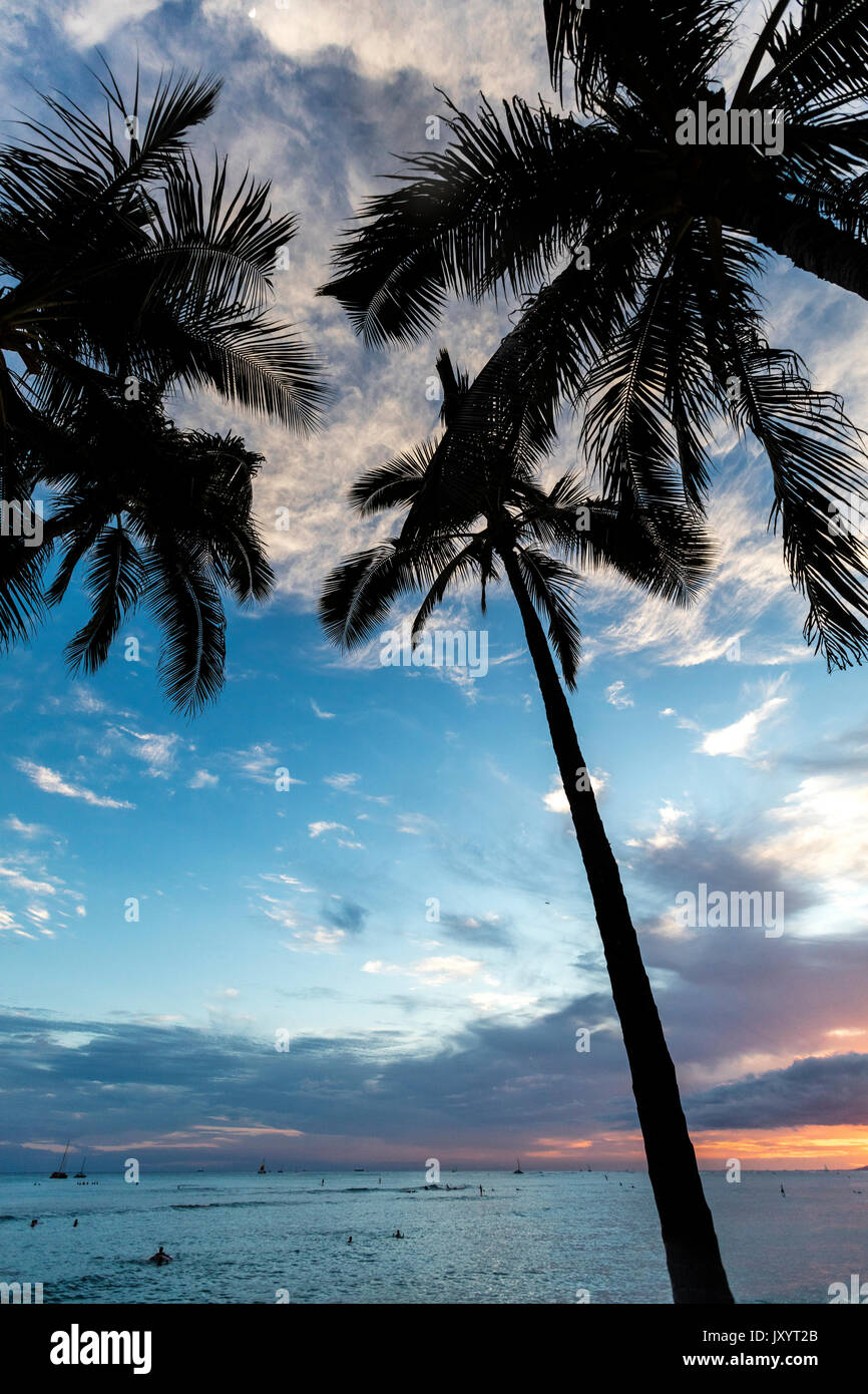 Palm trees near ocean at sunset Stock Photo