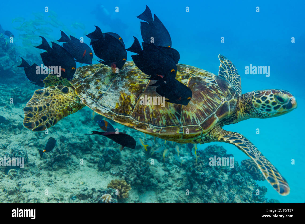 Fish nibbling shell of swimming sea turtle Stock Photo
