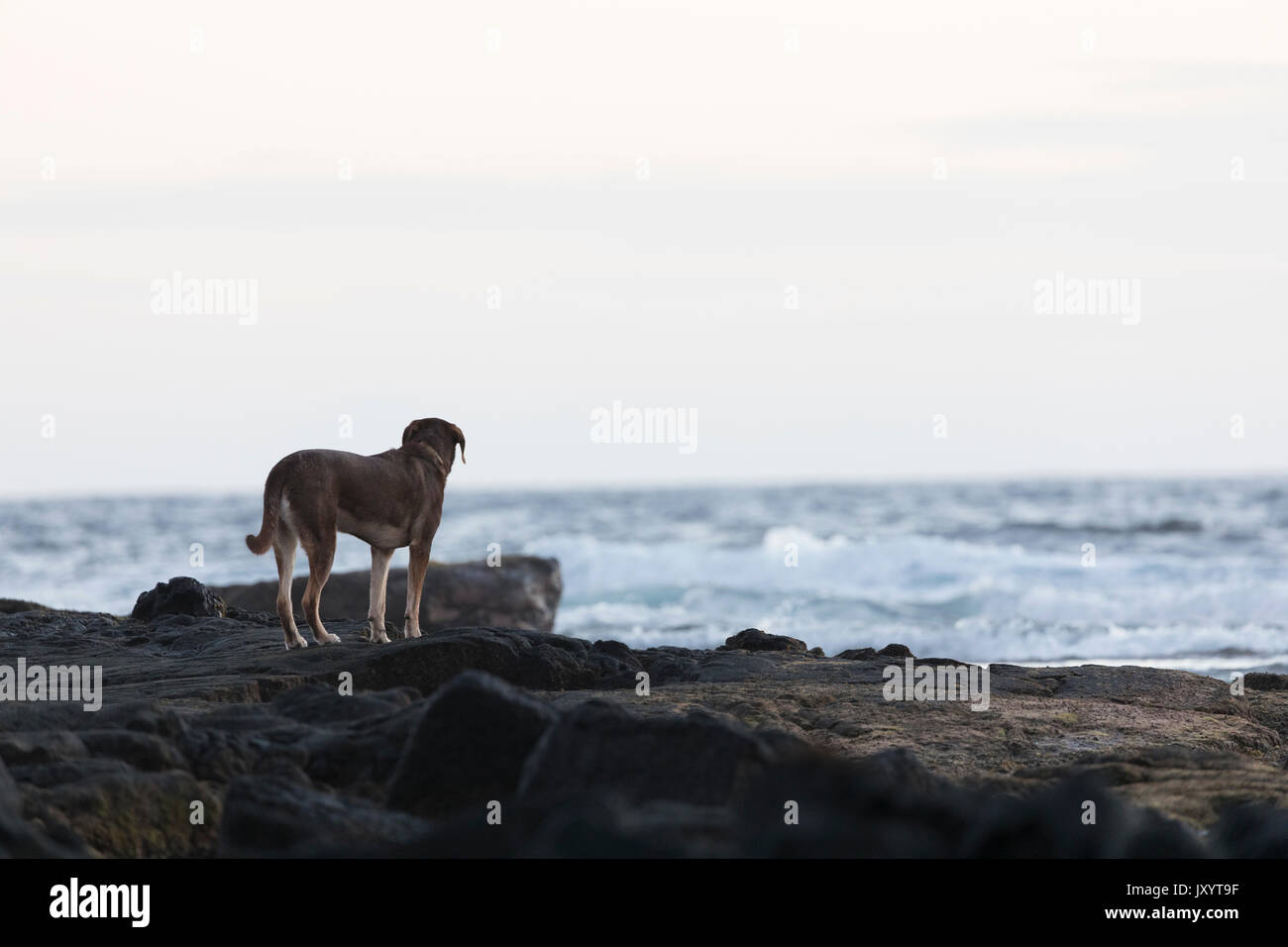 Dog standing on rocks near ocean Stock Photo