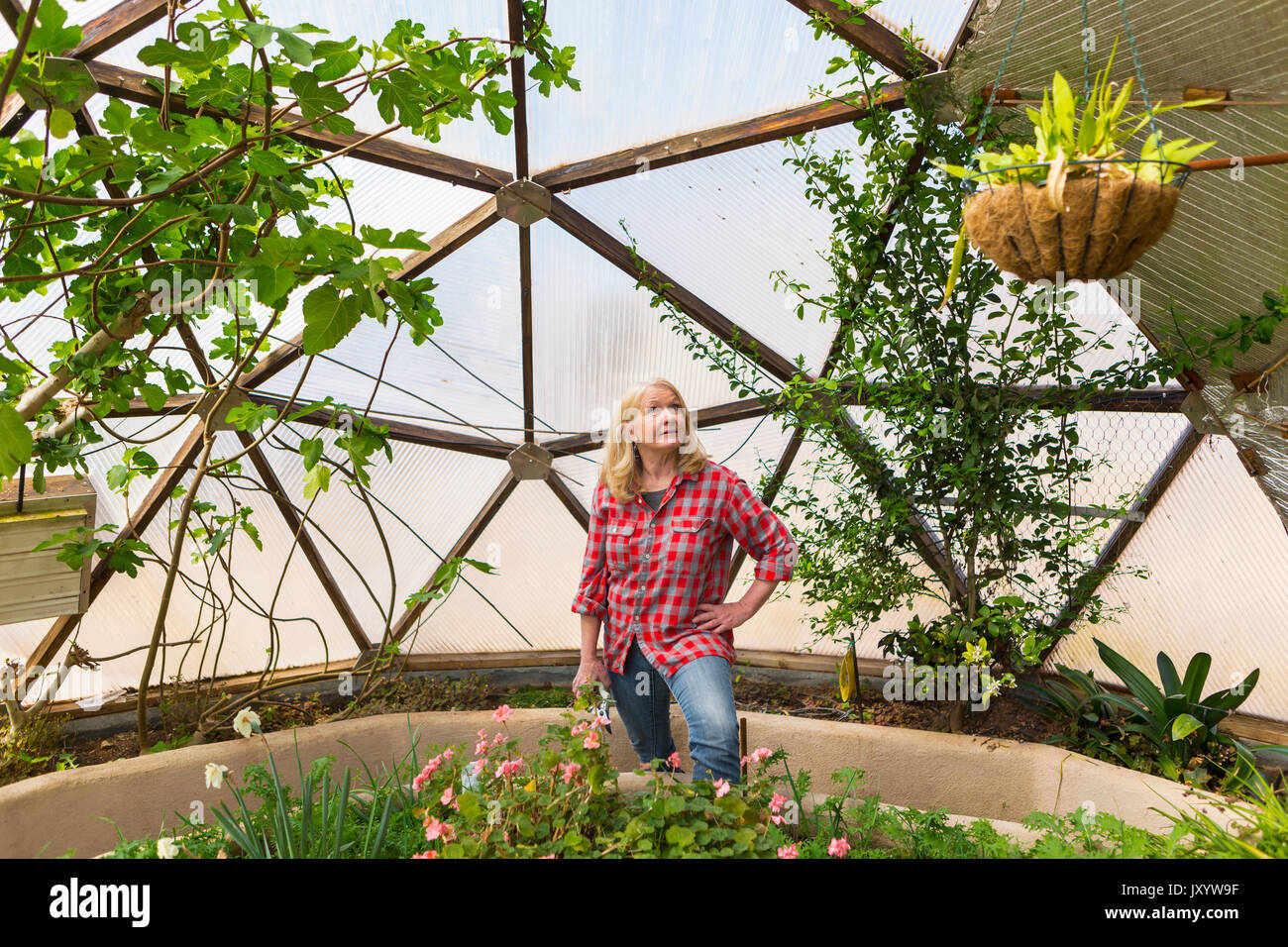 Caucasian woman looking up at hanging plant in greenhouse Stock Photo