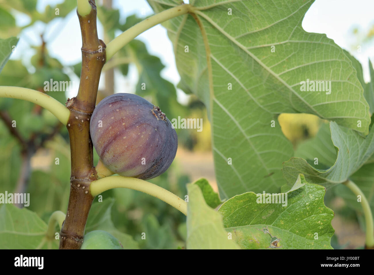 Figs almost ripe still on the tree Stock Photo
