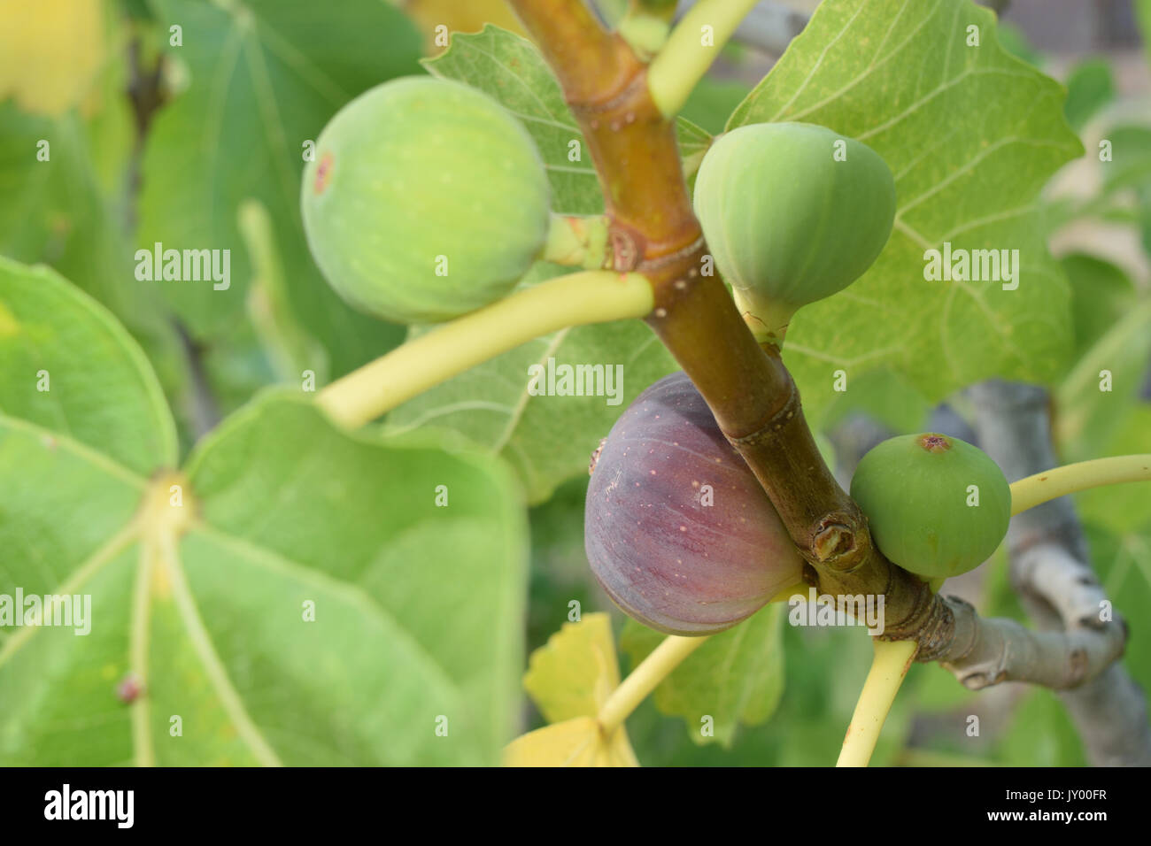 Figs almost ripe still on the tree Stock Photo