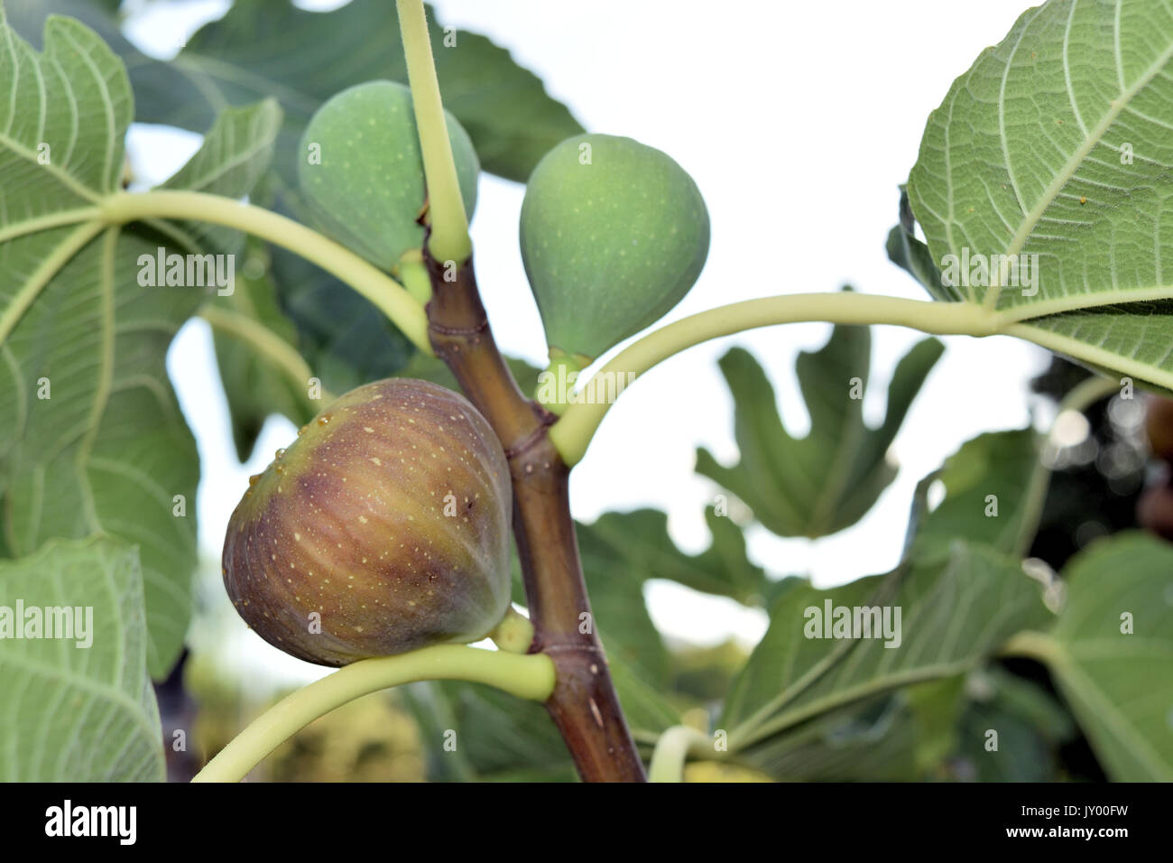 Figs almost ripe still on the tree Stock Photo