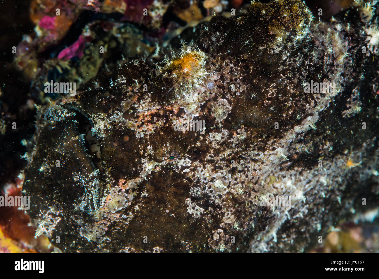 Commerson's frogfish, Antennarius commerson  (Lacepède, 1798), camouflaged in a stone. Depth 15m Stock Photo