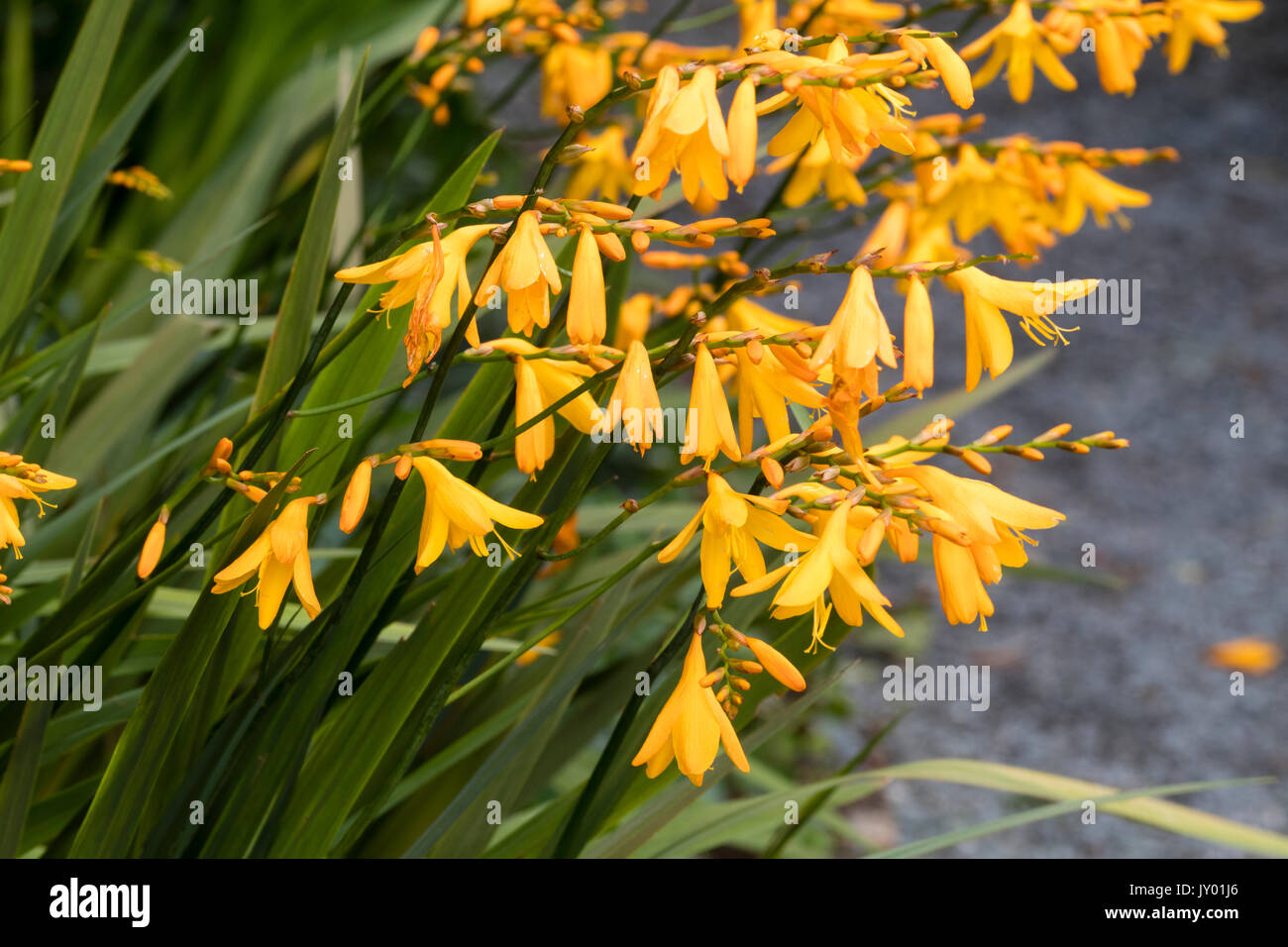 Dark yellow flowers of the smoky foliaged late summer flowering perennial corm, Crocosmia 'Solfaterre' Stock Photo