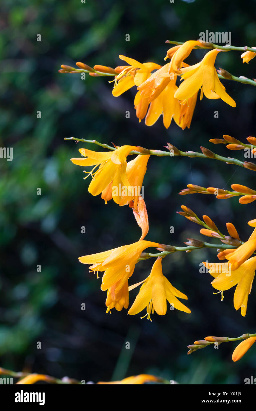 Dark yellow flowers of the smoky foliaged late summer flowering perennial corm, Crocosmia 'Solfaterre' Stock Photo
