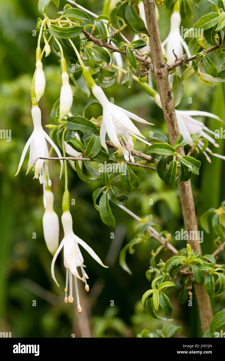 Green tipped white  flowers of the hardy shrub fuchia, Fuchsia magellanica 'Hawkshead' Stock Photo