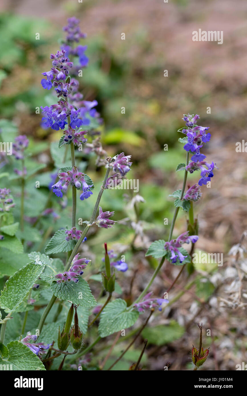 Blue flowers on the short flower spikes of the compact dwarf catmint, Nepeta racemosa 'Little Titch' Stock Photo