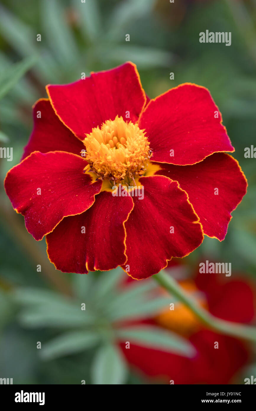 Orange rimmed red flower of the half-hardy annual, Tagetes linnaeus (Tagetes patula 'Linnaeus') Stock Photo