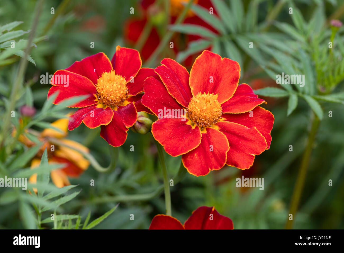 Orange rimmed red flowers of the half-hardy annual, Tagetes linnaeus (Tagetes patula 'Linnaeus') Stock Photo