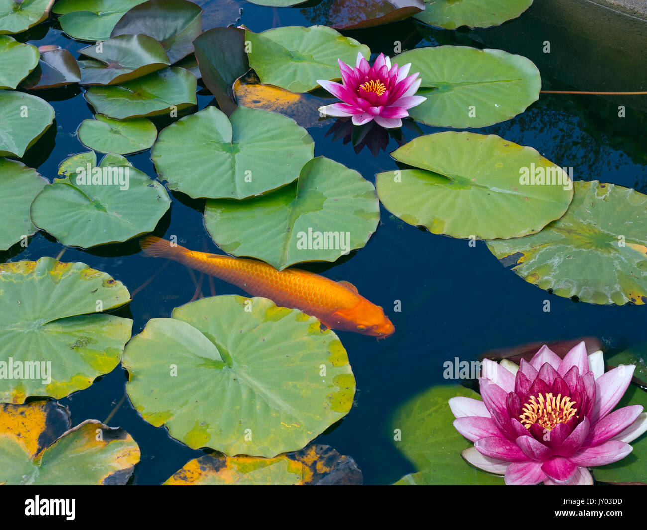 A golden Koi carp in the garden pond with water lilies Stock Photo