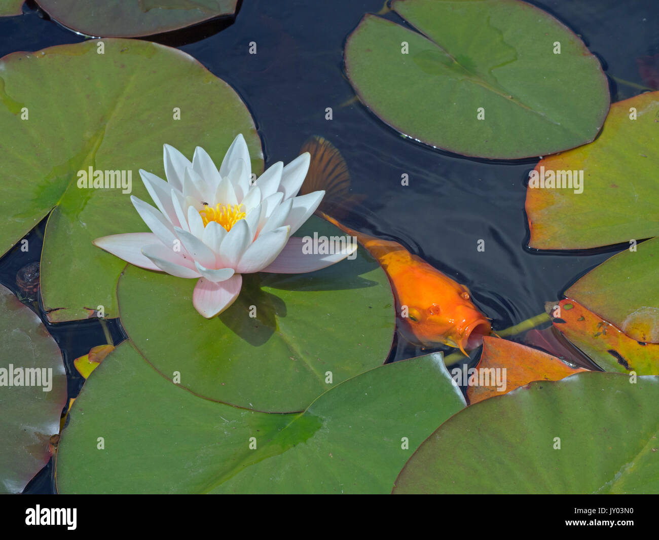 A golden Koi carp in the garden pond with water lilies Stock Photo