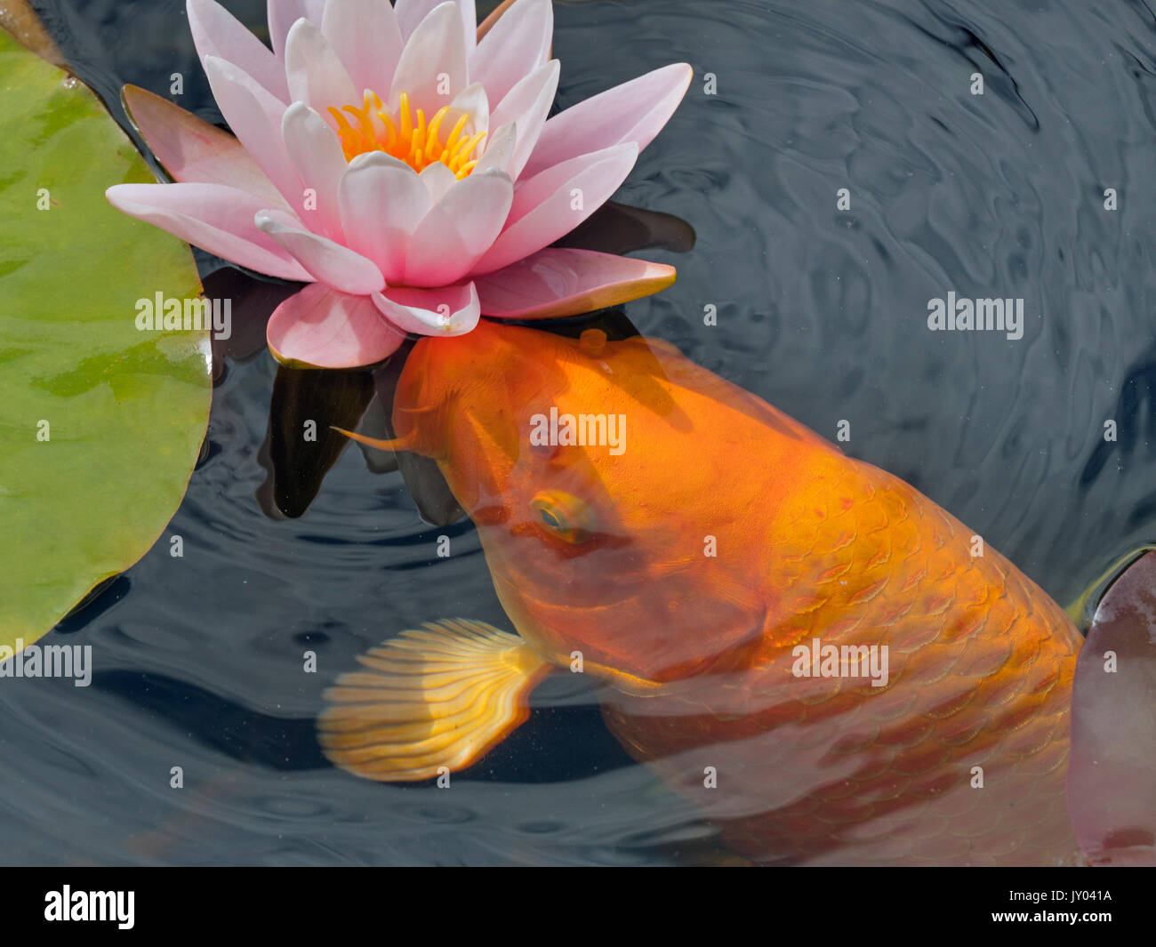 A golden Koi carp in the garden pond with water lilies Stock Photo