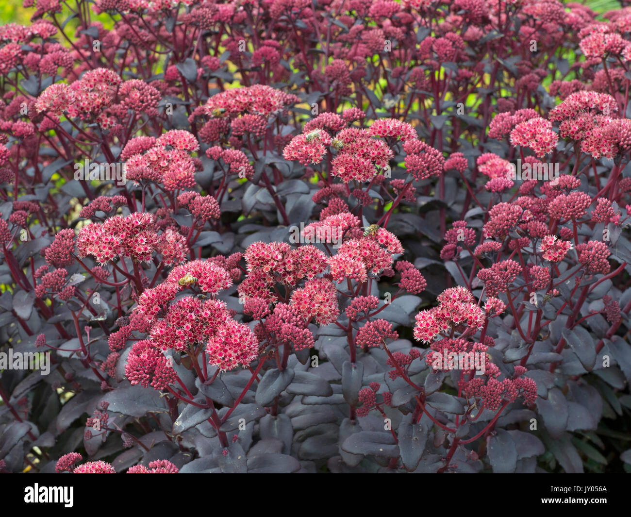 Sedum telephium 'Purple Emperor' (Ice plant) Stock Photo