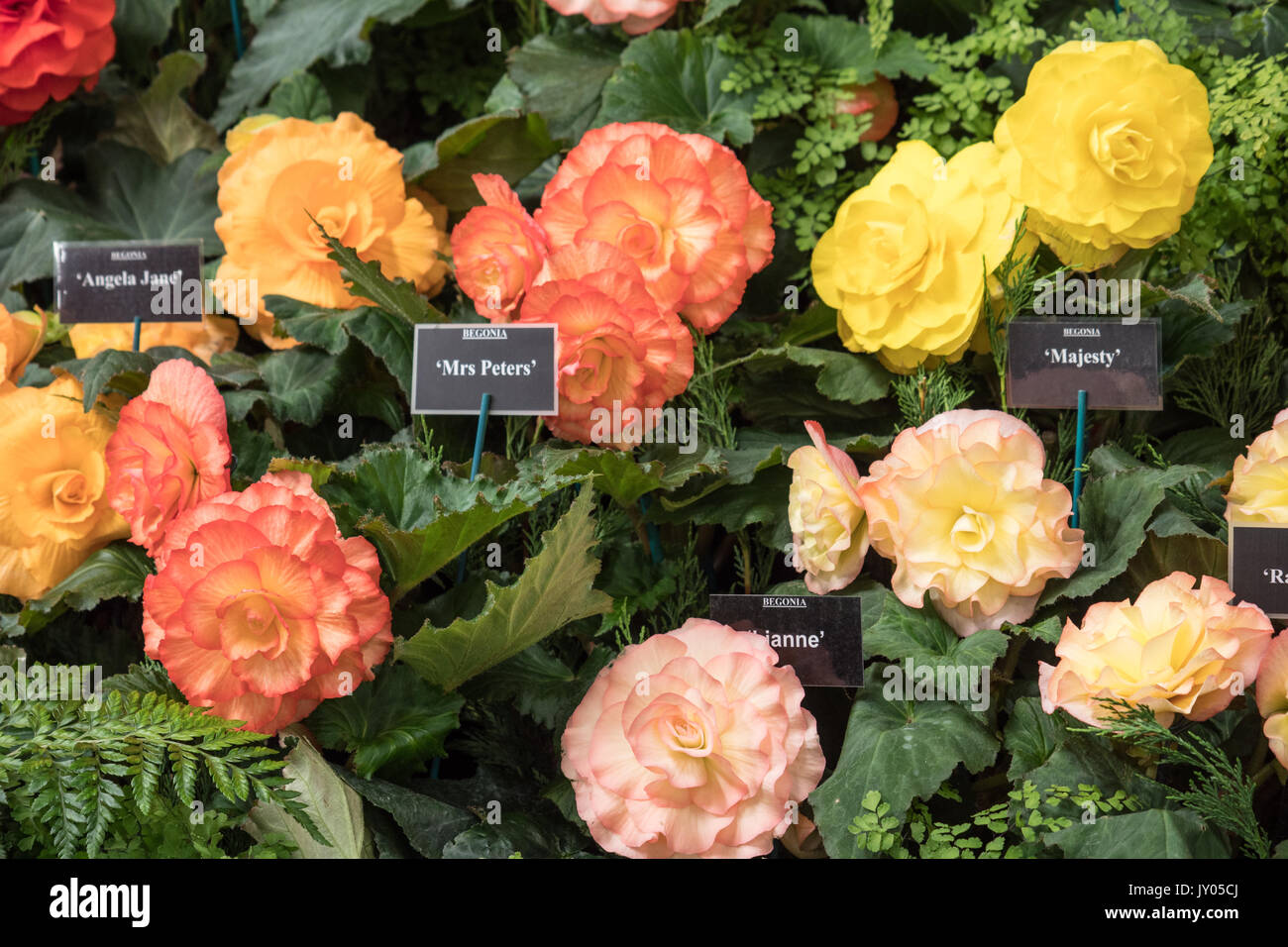 Begonia blooms displayed at Malvern Autumn Show.  Three Counties Showground, Worcestershire, England.  United Kingdom. Stock Photo