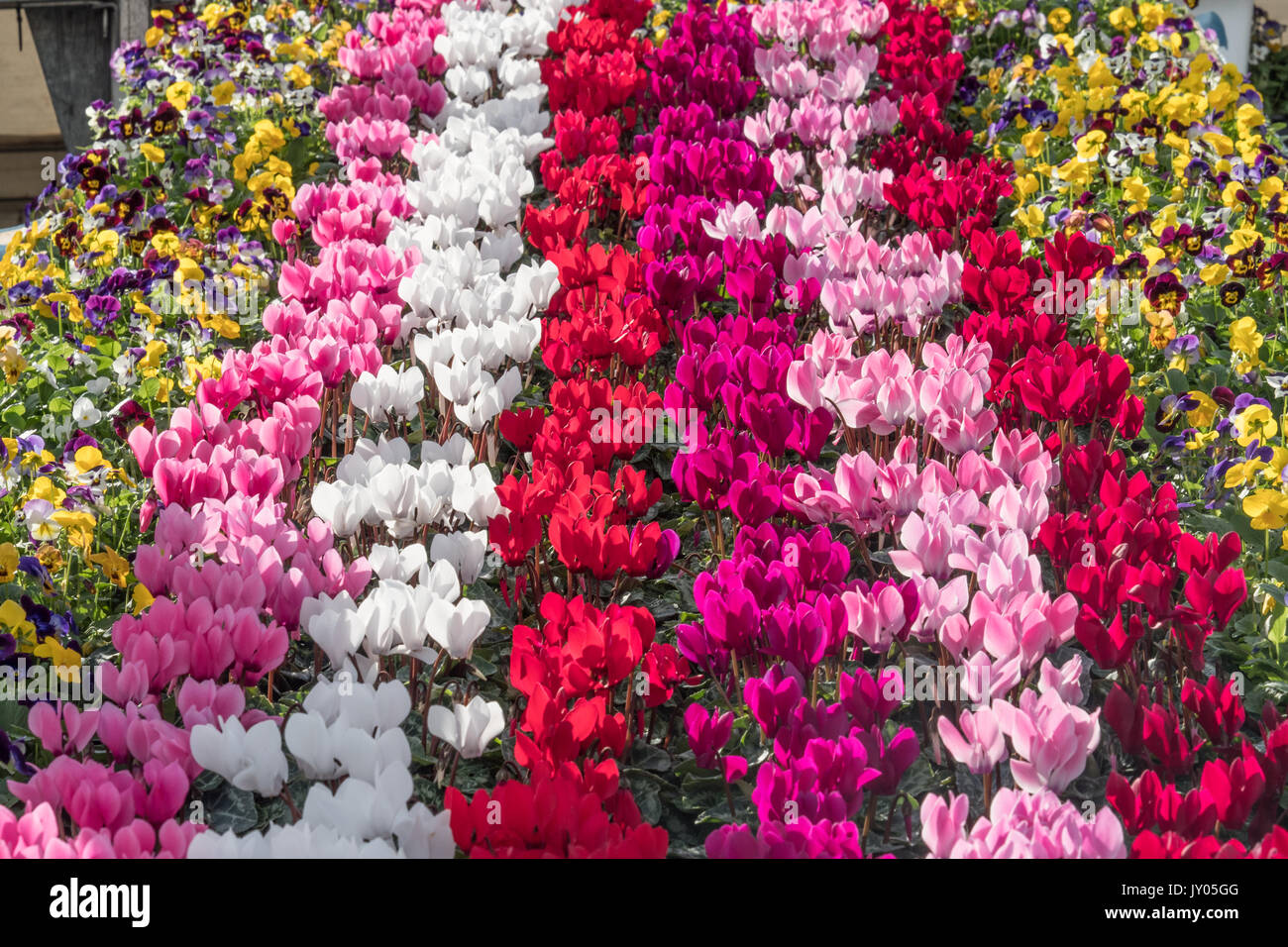 A display of Pansies and Cyclamen in flower. Stock Photo