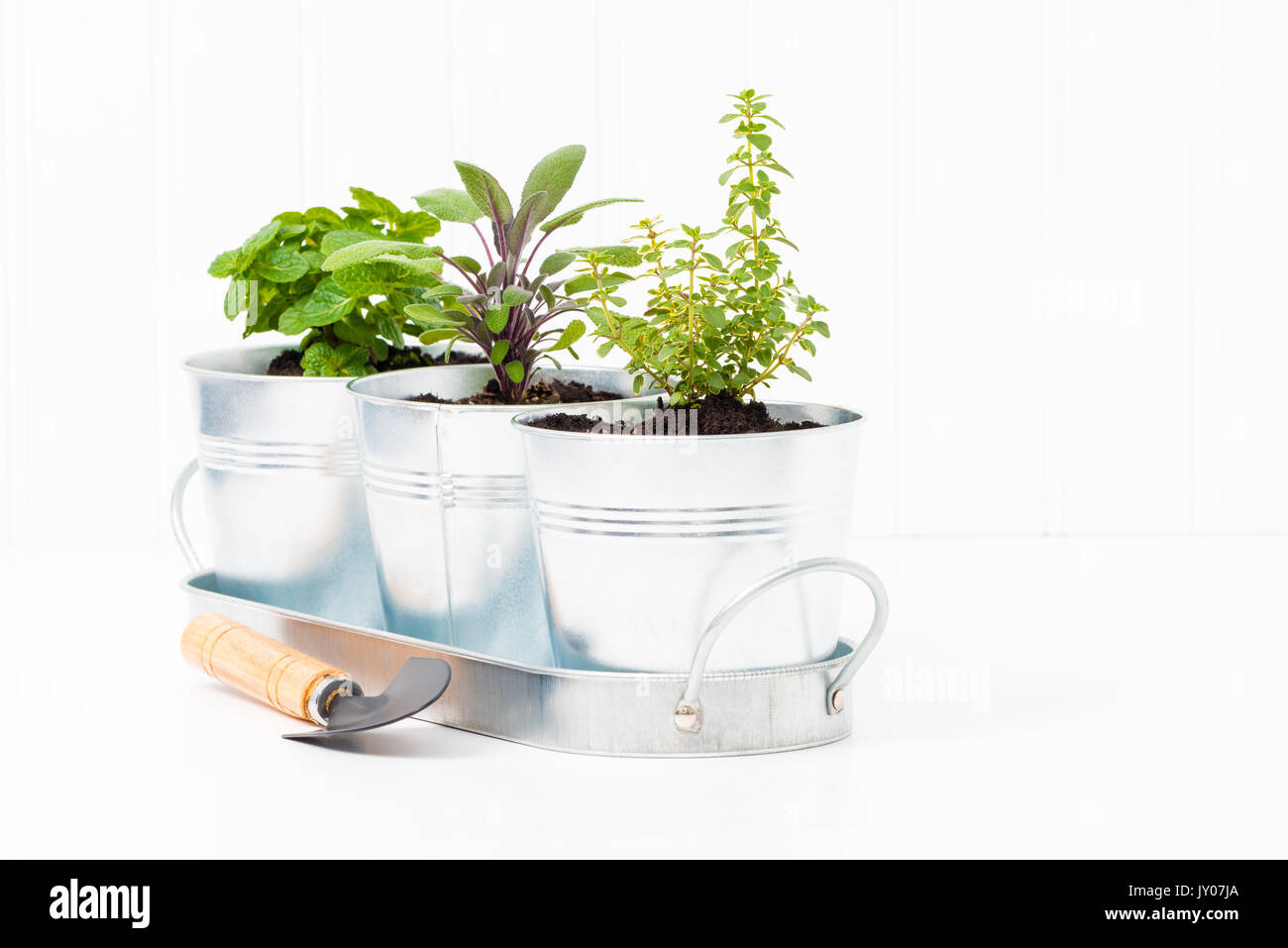 Small herbs in a metal container to create a small indoor herb garden. Stock Photo