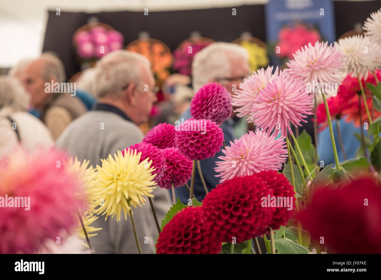Visitors to flower show inspect exhibits.  Malvern Autumn show, Three Counties Showground,  Worcestershire, England. United Kingdom. Stock Photo