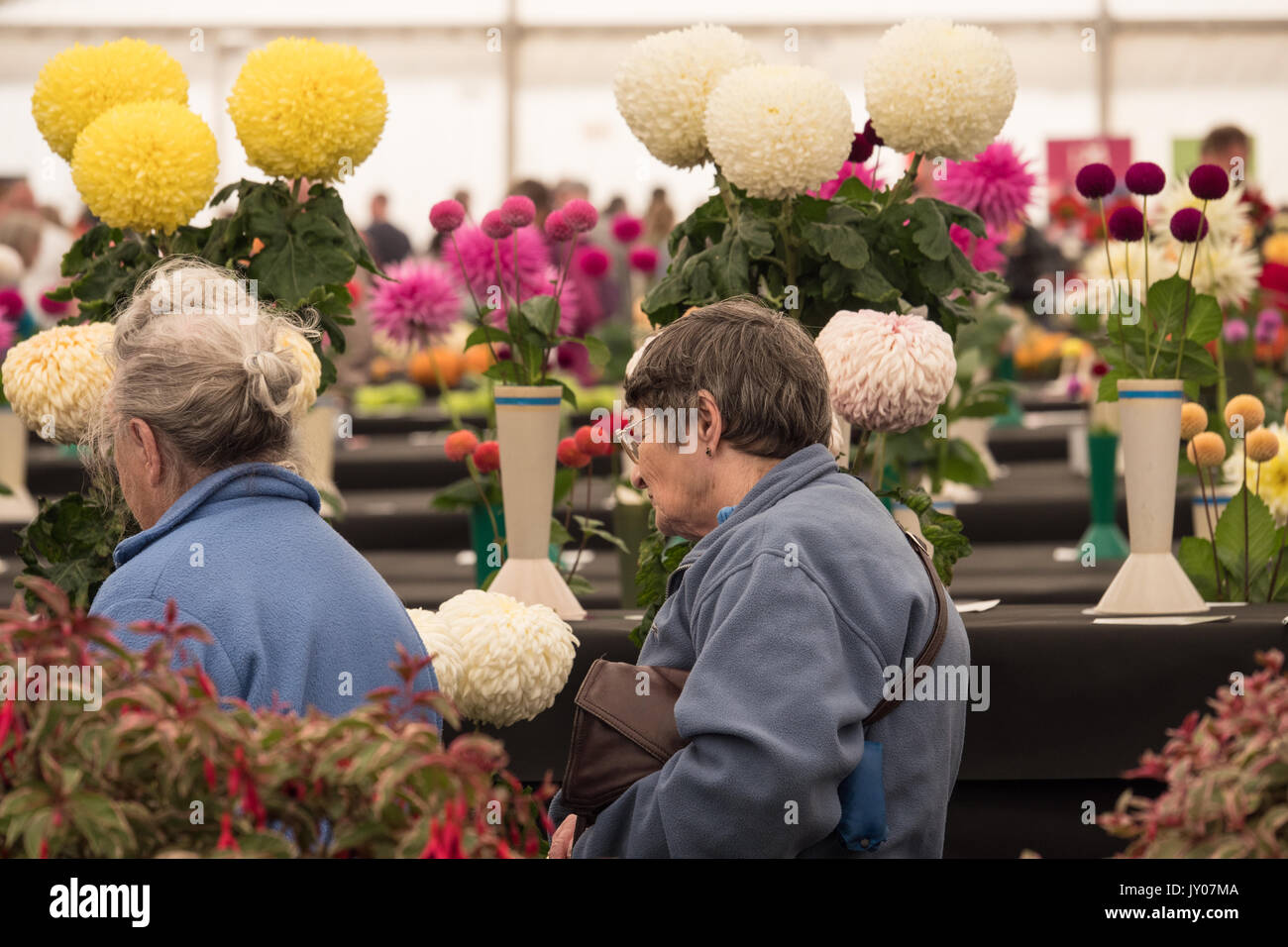 Ladies inspecting Chrysanthemum blooms at The Malvern Autumn Show