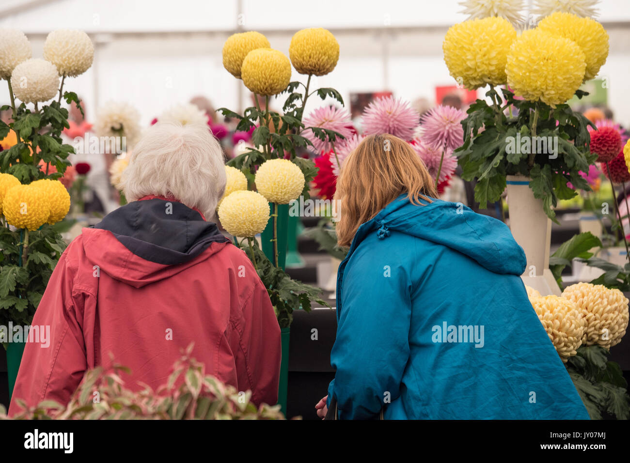 Ladies inspecting Chrysanthemum blooms at The Malvern Autumn Show