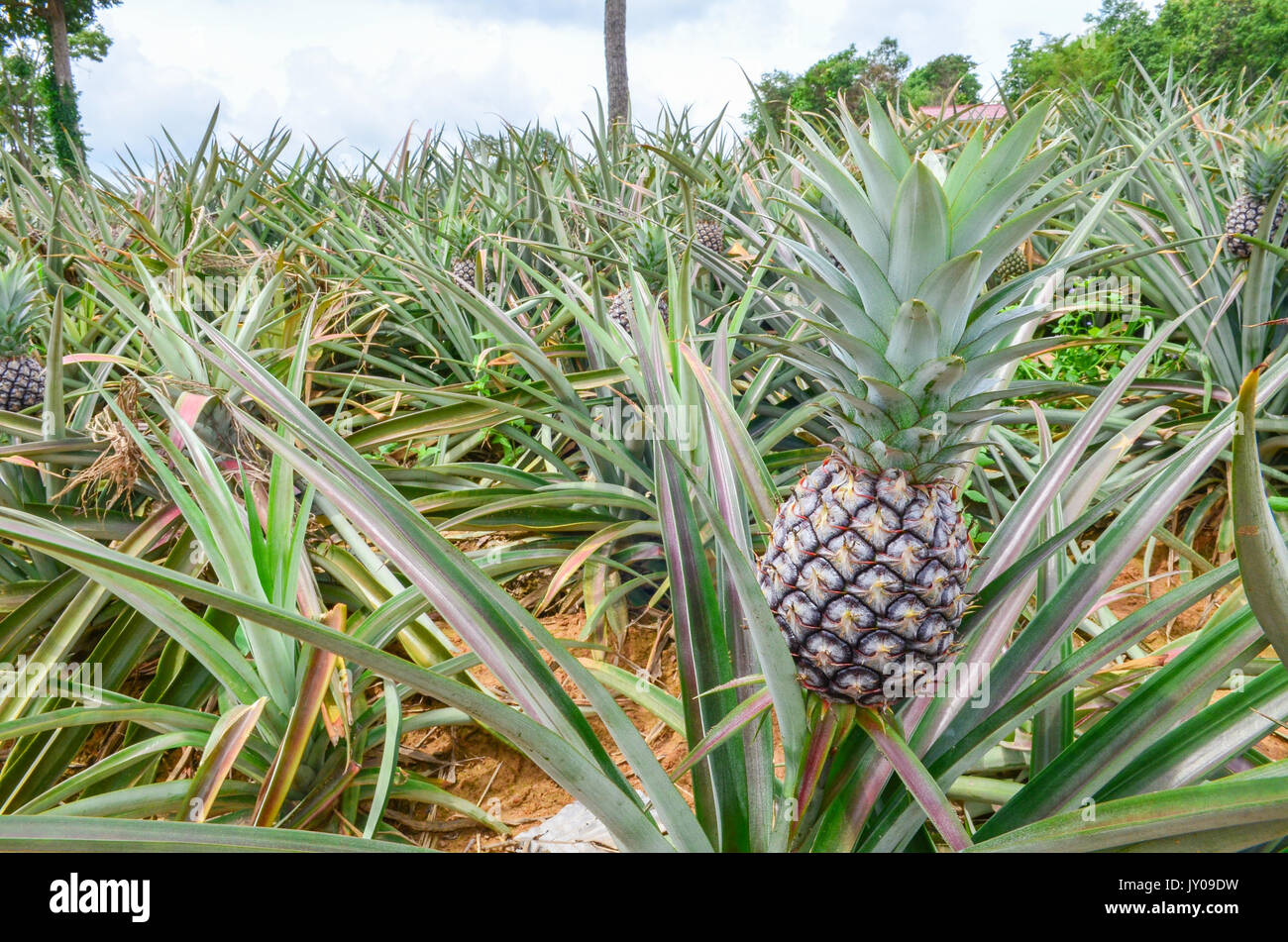 Pineapple farm is ripe timely to harvest, fruit background. tropical