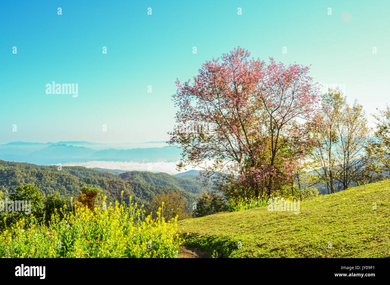 Wild Himalayan Cherry tree and little garden on the top of hill with background surrounding the hill and foggy, Landscape is beautiful in natural with Stock Photo