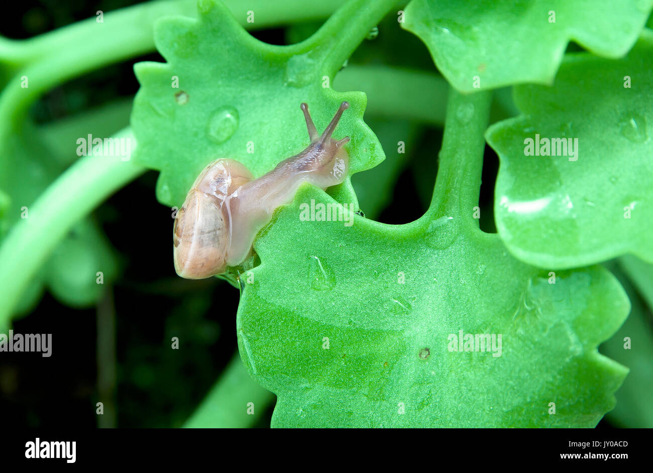 A snail upon a wet leaf Stock Photo