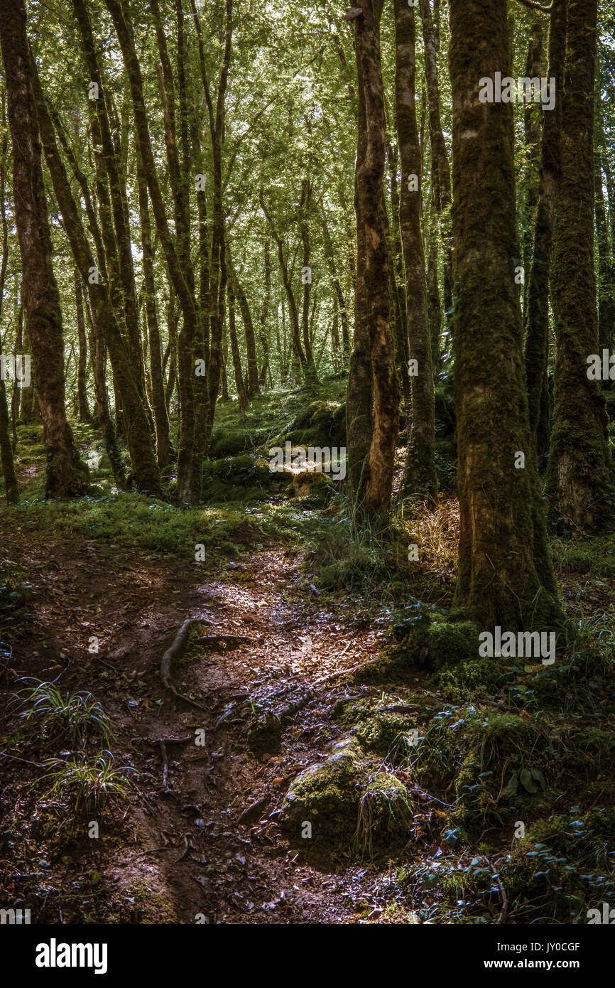 Moody trees hi-res stock photography and images - Alamy