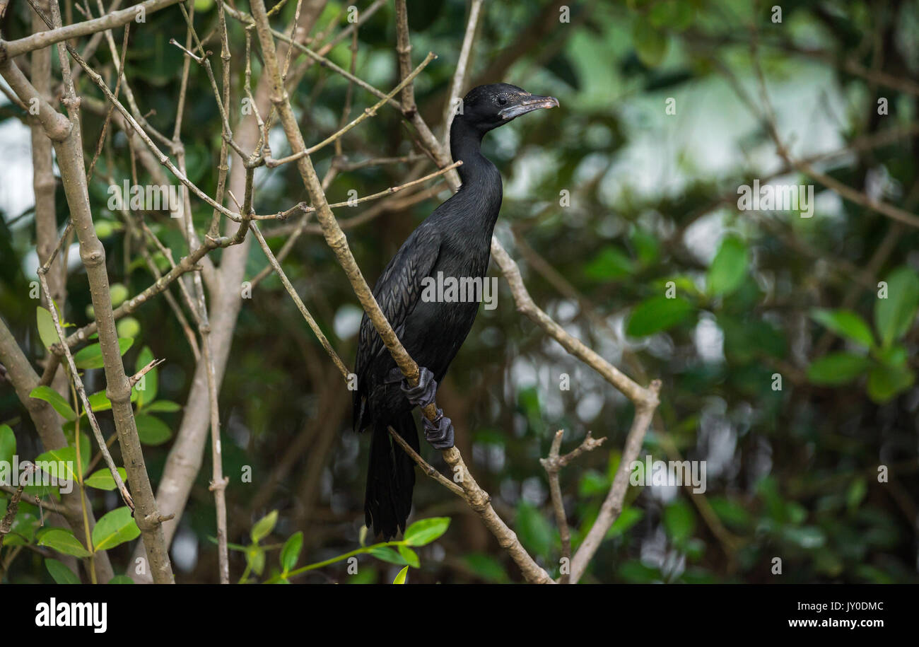 Close up of a Little Cormorant perched on a tree Stock Photo
