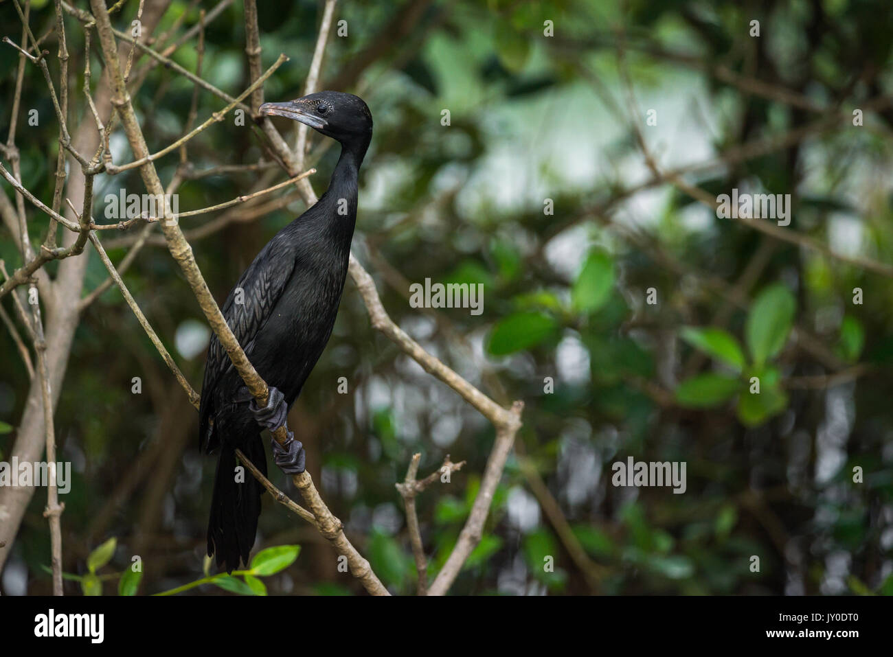 Little cormorant perched on a tree in Goa Stock Photo