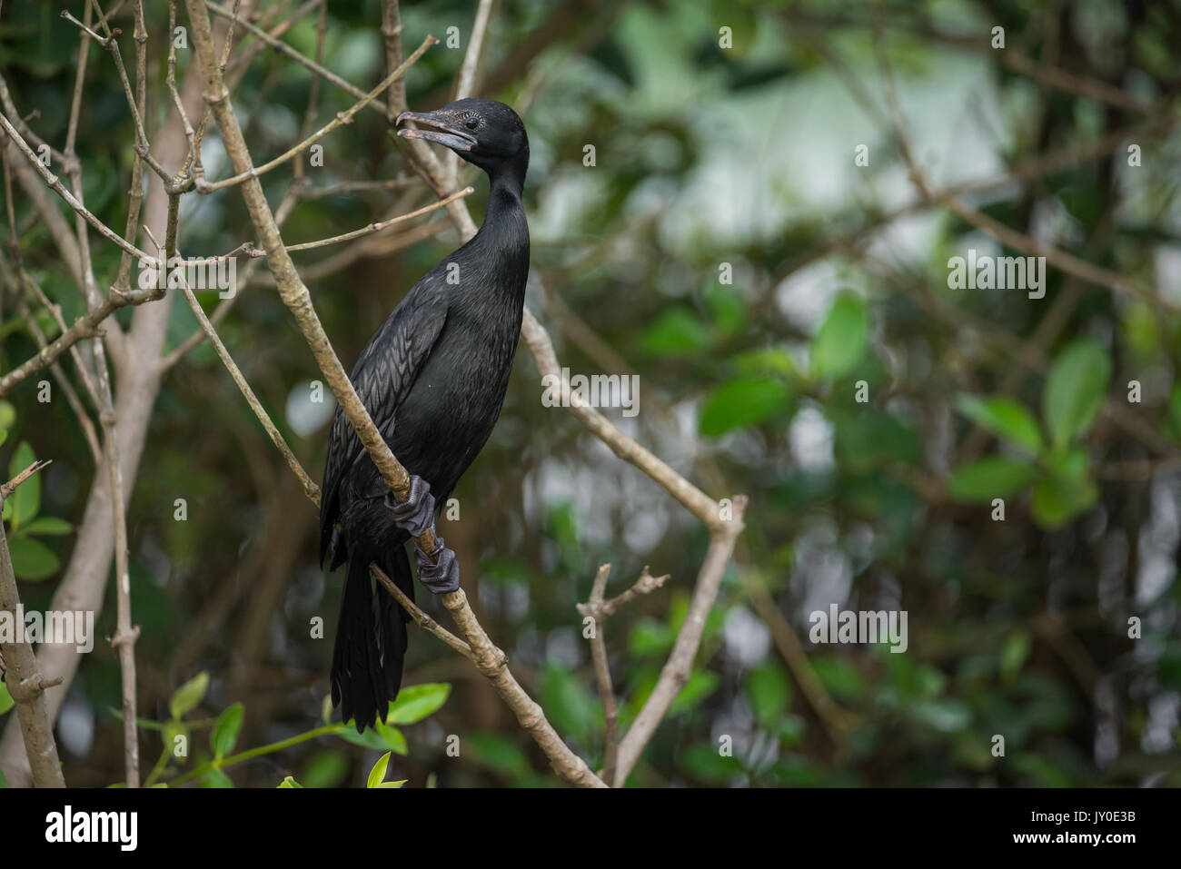 A close-up shot of a little cormorant perched on a tree Stock Photo