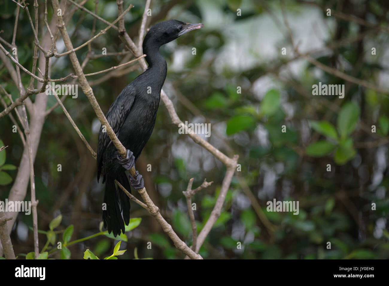 A little cormorant perched on a tree Stock Photo